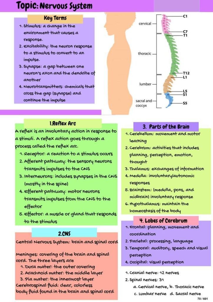 Integumentary System