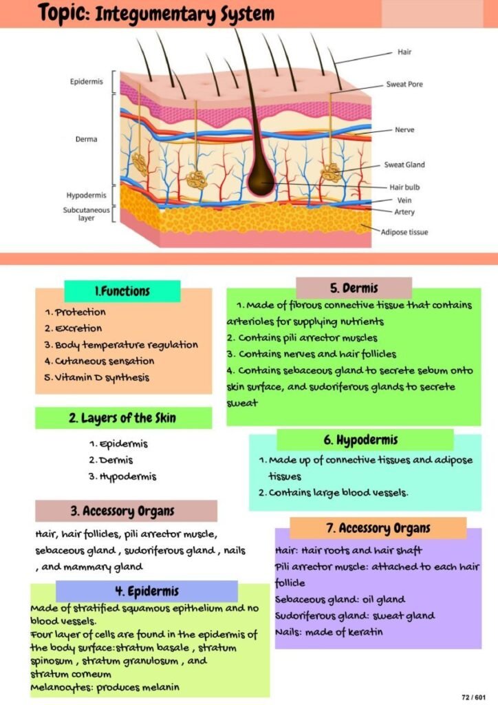 Endocrine System